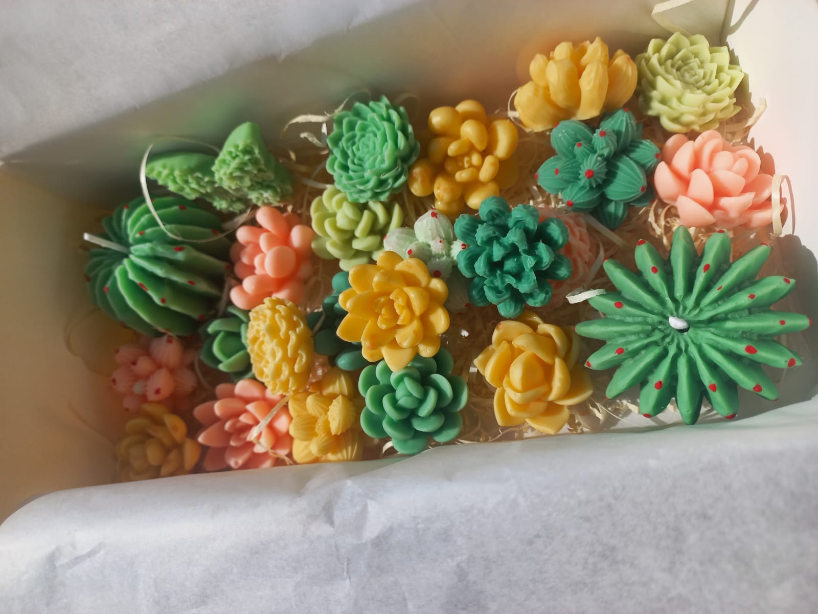 Suculentas aromaticas