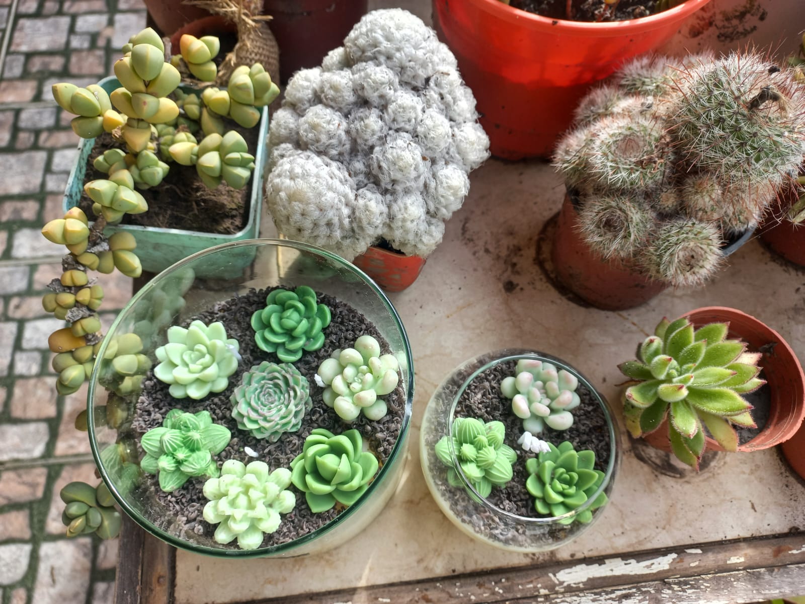 Terrarios Decorativos para Interiores
